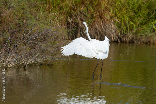 Great egret, Ardea alba, Doñana National Park, white wading bird on the marsh, Spain