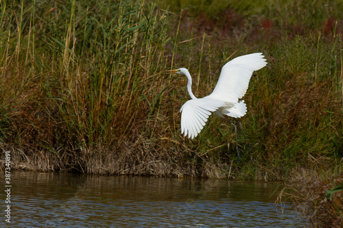 Fototapeta Naklejka Na Ścianę i Meble -  Great egret, Ardea alba, Doñana National Park, white wading bird on the marsh, Spain