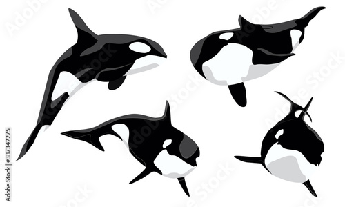 Realistic killer whale set. Orcinus orca. Aquatic animals of the Arctic and Antarctic regions. Vector illustration