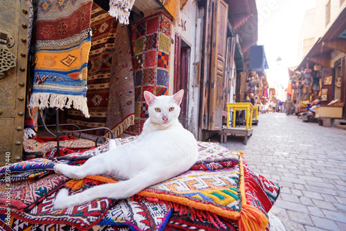 Photography Cute white cat sitting on hte carpet at souvenir shop on Fez Medina street, Morocco