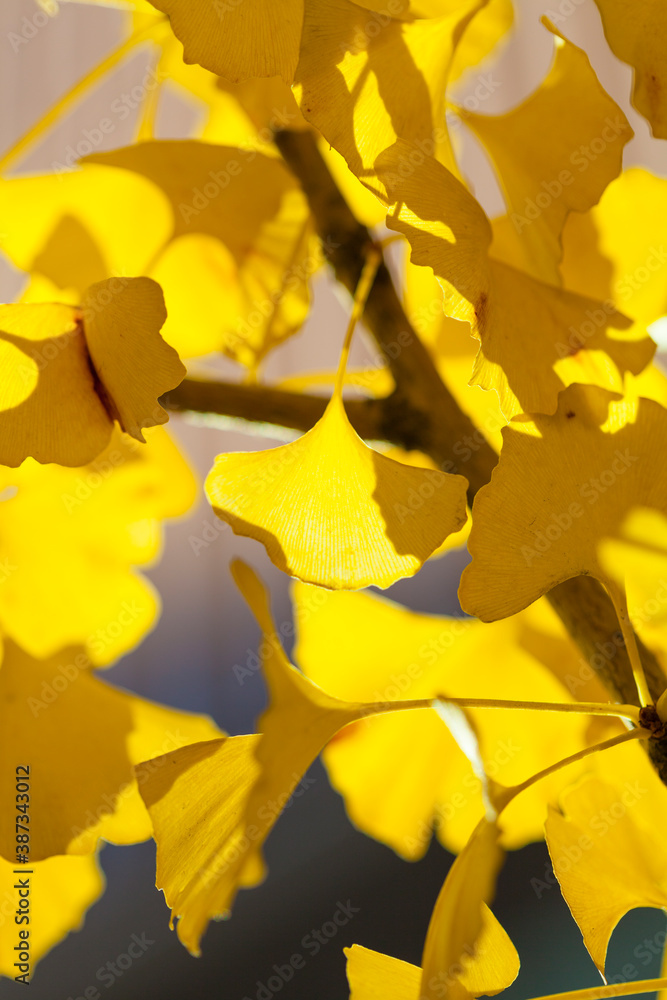 Obraz premium 紅葉のイチョウ