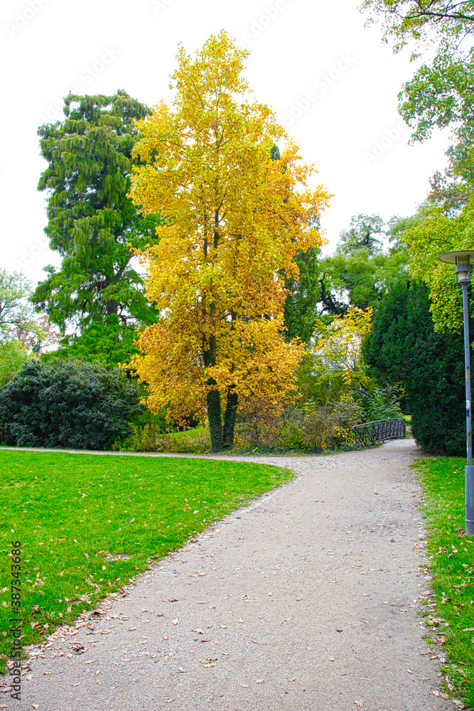 Obraz premium Schlossgarten Hanau Gelber Baum