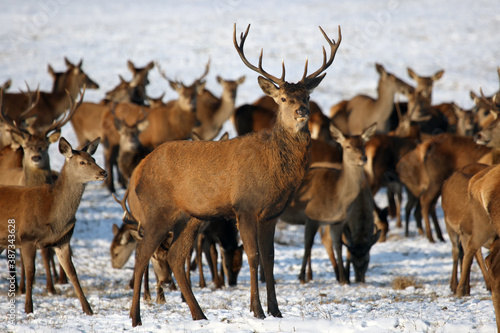 The red deer (Cervus elaphus) a herd of deer on a snowy meadow. A large herd of deer in a game reserve.