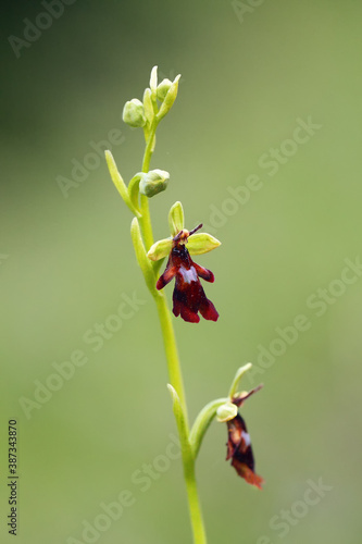 Ophrys insectifera  the fly orchid with green background with green background.