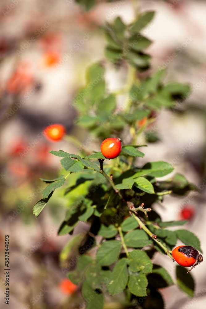 berries red rose hips lit by the sun in the garden,  vertical