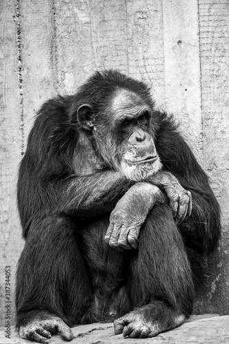 An ape is sitting in front of a wall