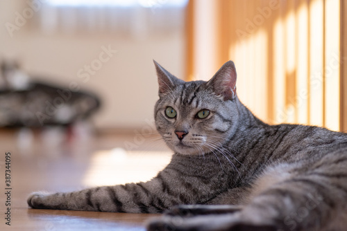 Wallpaper Mural 可愛い猫　サバトラ猫 Torontodigital.ca