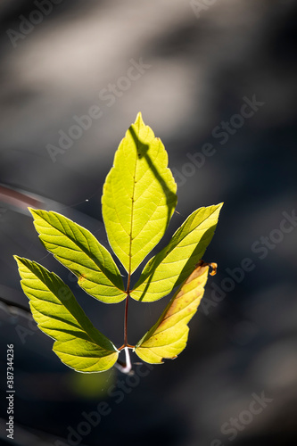 ash leaf in the forest  sunlit  natural background  vertical