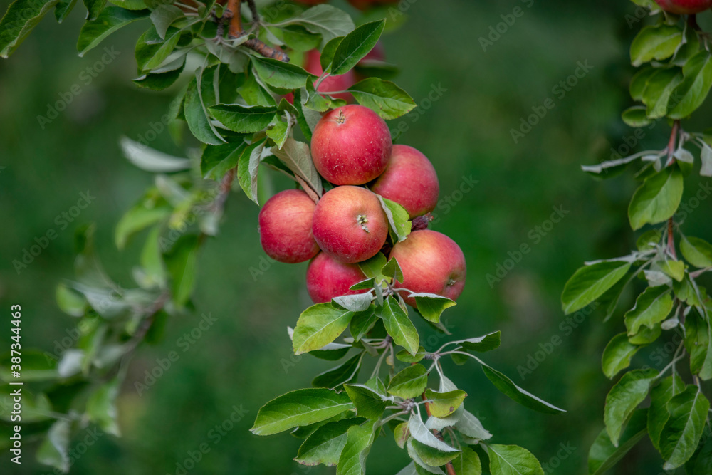 apple and apple orchards, Amasya Apple
apple and apple orchards, Amasya Apple