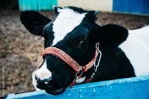 little calf in corral at ranch farm, cub calf, dairy, farming.