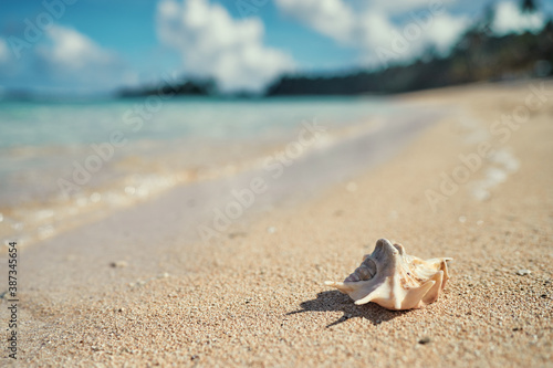 Big sea shell on the tropical sand beach.