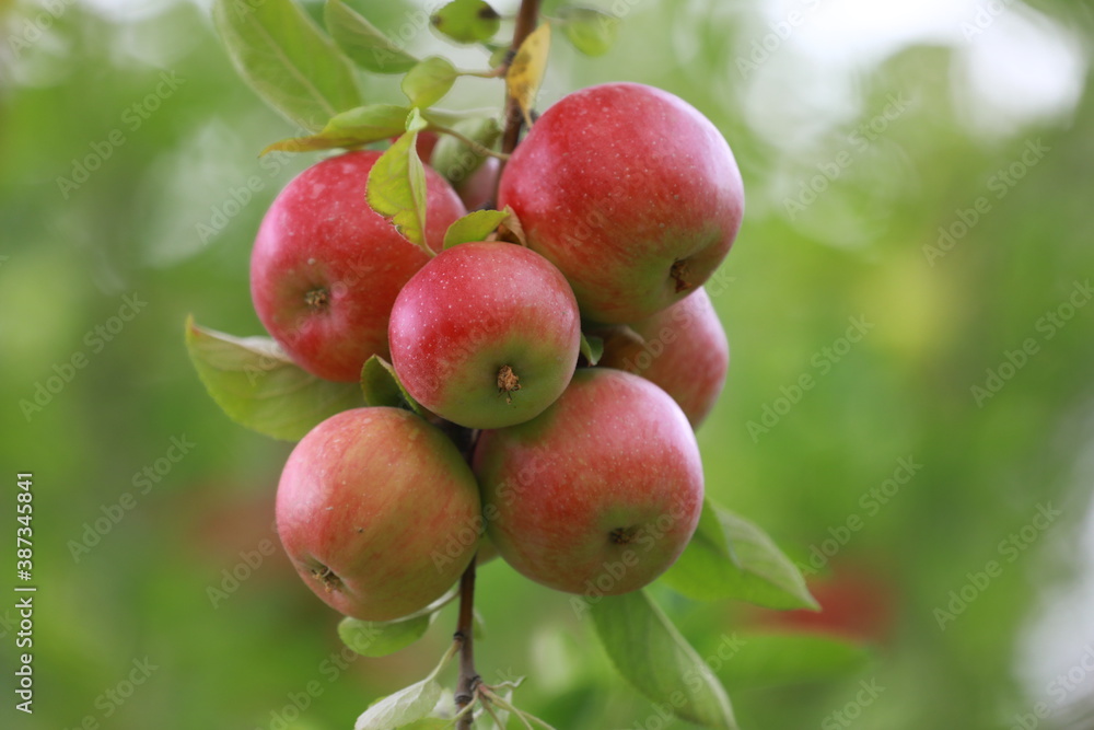 apple and apple orchards, Amasya Apple
apple and apple orchards, Amasya Apple