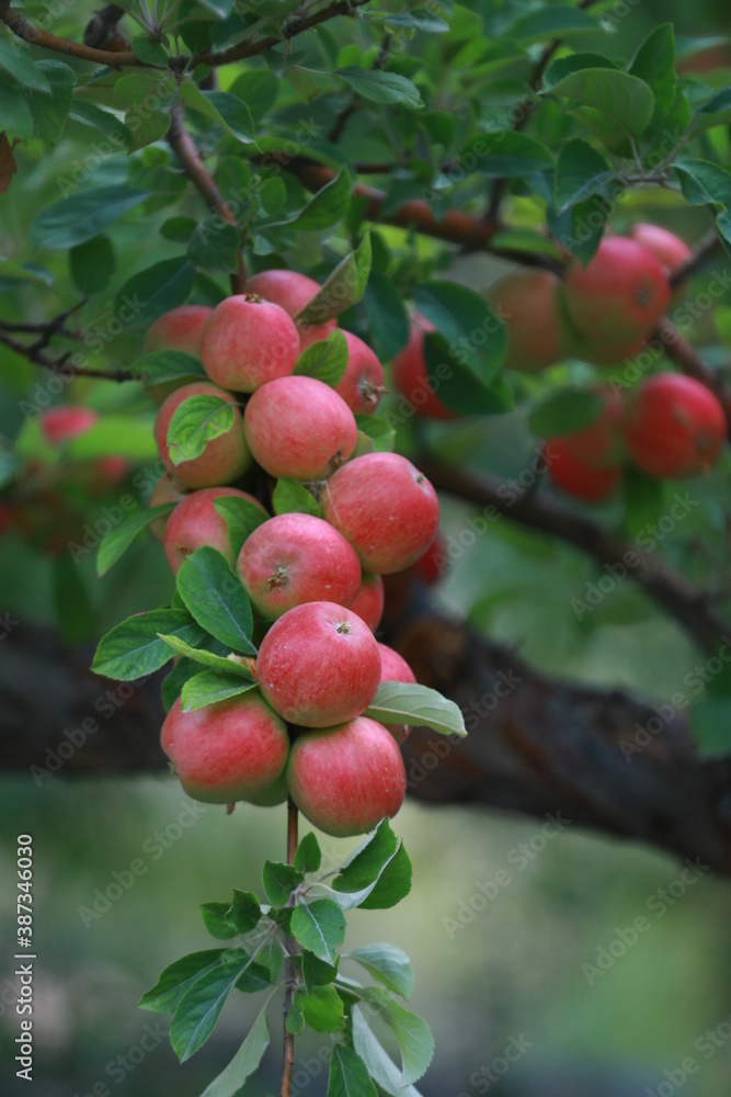 
apple and apple orchards, Amasya Apple