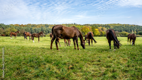 konie na pastwisku jesieni   w Polsce