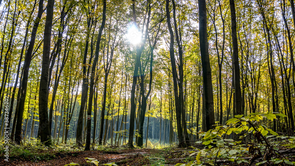 las bukowy jesienią na Jurze Krakowsko-Częstochowskiej