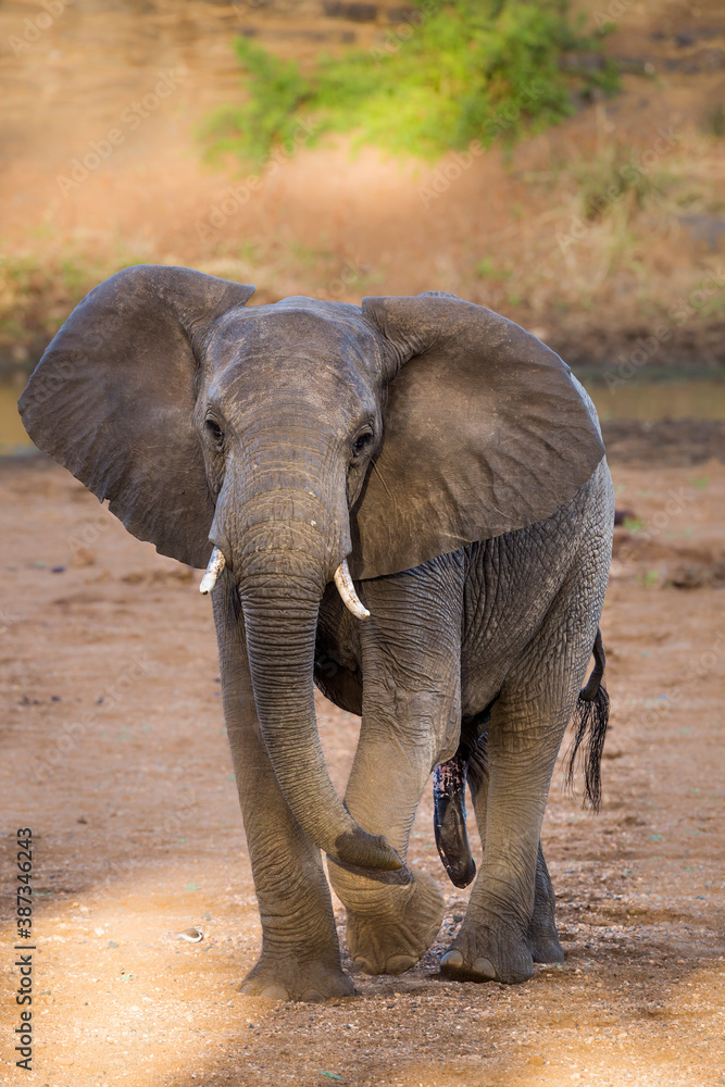 Fototapeta premium African bush elephant male front view in Kruger National park, South Africa ; Specie Loxodonta africana family of Elephantidae