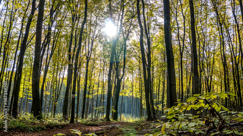 las bukowy jesieni   na Jurze Krakowsko-Cz  stochowskiej