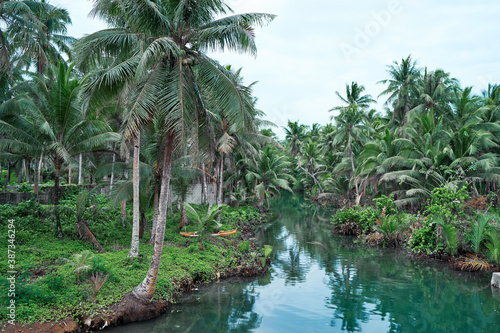 Coconut palms jungle on the river bank.