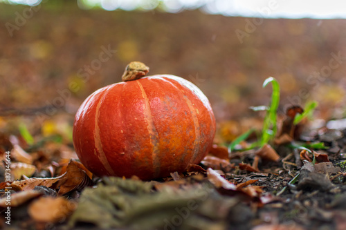 pumpkin on the grass