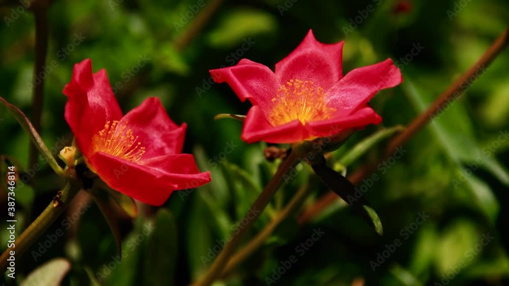 Portulaca grandiflora (Moss Rose) swaying in the and is both a garden flower and depurative herb to treat hepatitis and cirrhosis of the liver in Ayurveda and Homeopathy Portulaca grandiflora (Moss Rose) swaying in the and is both a garden flower and depurative herb to treat hepatitis and cirrhosis of the liver in Ayurveda and Homeopathy