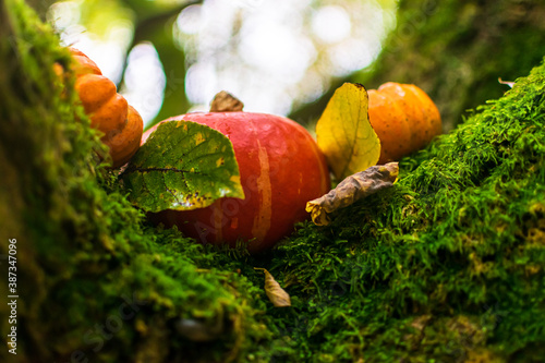 Pumpkin in the tree