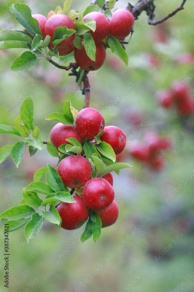 
apple and apple orchards, Amasya Apple