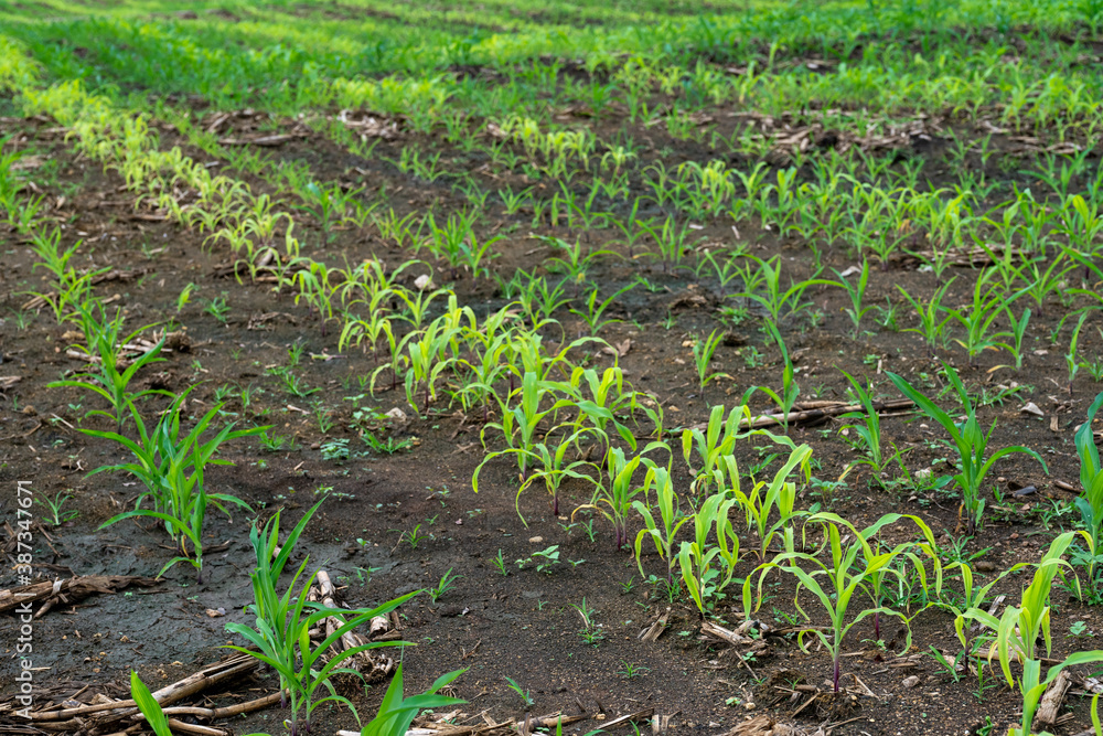 Corn that can not grow long in a row.