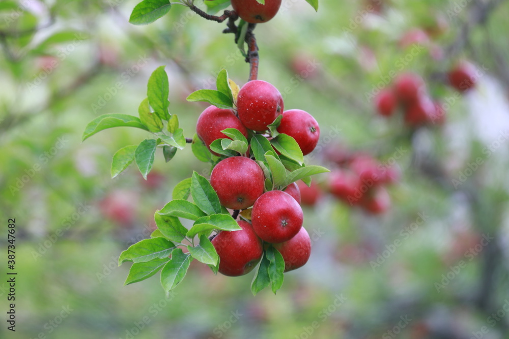 Obraz premium apple and apple orchards, Amasya Apple