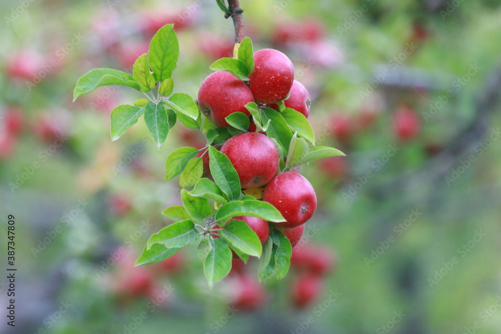 
apple and apple orchards, Amasya Apple