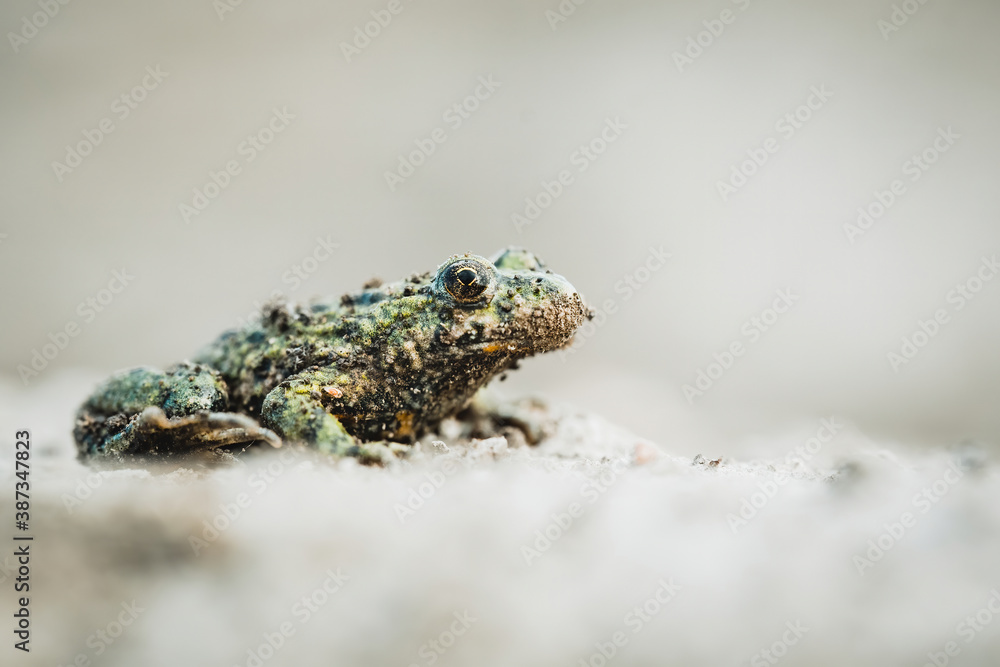 Obraz premium European fire-bellied toad (Bombina bombina), with a beautiful brown coloured background. Colorful brown frog on the ground in the forest. Wildlife scene from nature, Czech Republic
