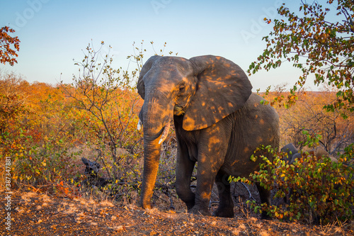 African bush elephant walking up from the fall colors bush in Kruger National park  South Africa   Specie Loxodonta africana family of Elephantidae