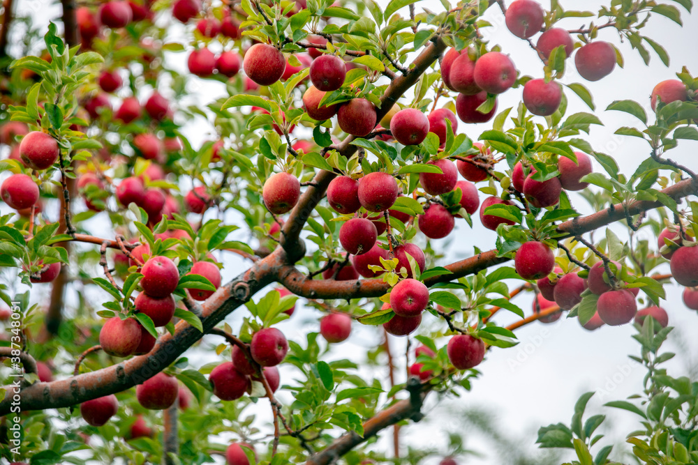 
apple and apple orchards, Amasya Apple