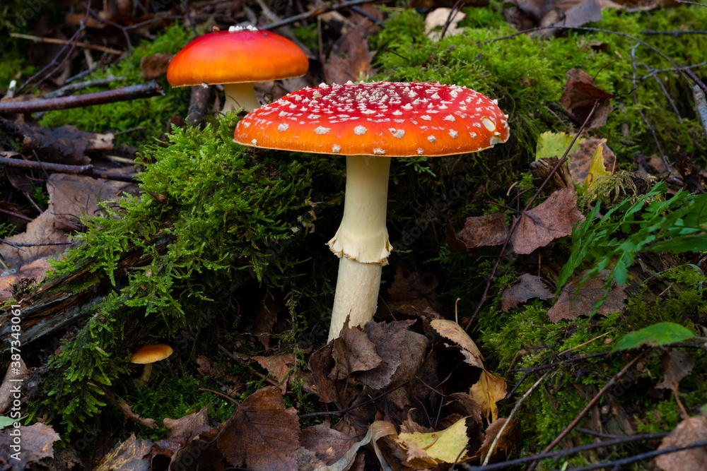 Fliegenpilze Amanita muscaria Fruchtkörper giftig Wald Herbst Sauerland Gruppe Familie Deutschland Achtung Märchen Heilkunde Fruchtkörper Netzwerk rot weiß Sauerland Iserlohn Moos Flecken orange Hut
Fliegenpilze Amanita muscaria Fruchtkörper giftig Wald Herbst Sauerland Gruppe Familie Deutschland Achtung Märchen Heilkunde Fruchtkörper Netzwerk rot weiß Sauerland Iserlohn Moos Flecken orange Hut