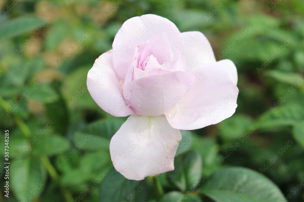 可憐に咲く一輪の薔薇 可憐に咲く一輪の薔薇