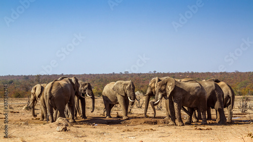 African bush elephant small group drinking in waterhole during drought in Kruger National park  South Africa   Specie Loxodonta africana family of Elephantidae