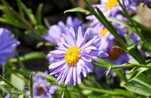aster