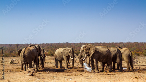 African bush elephant small group drinking in waterhole during drought in Kruger National park  South Africa   Specie Loxodonta africana family of Elephantidae