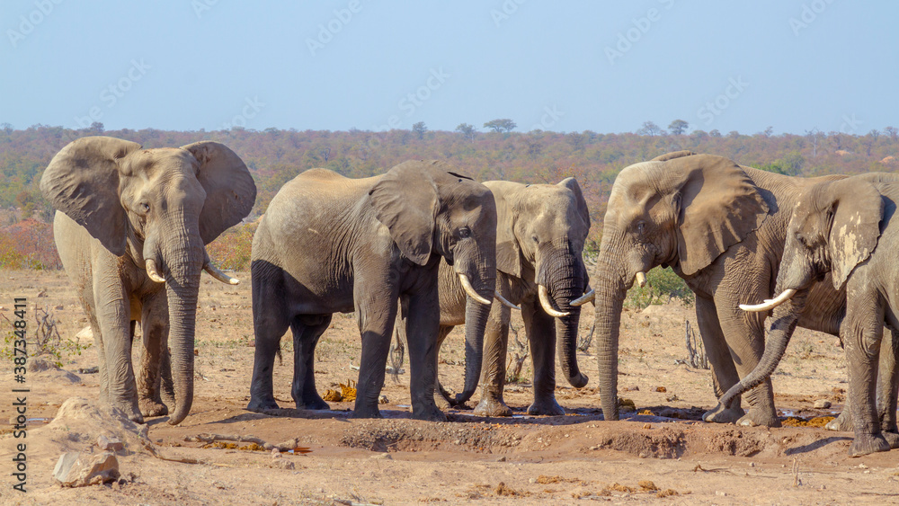 African bush elephant small group drinking in waterhole during drought in Kruger National park, South Africa ; Specie Loxodonta africana family of Elephantidae