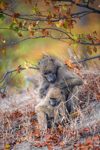 Foto Chacma baboon female delousing young in Kruger National park, South Africa ; Spe
