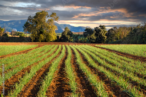 Farmland cultivation background and sunset. Empty copy space for Editor's content. photo