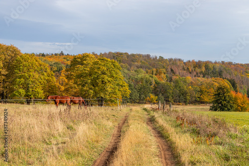 Laubf  rbung goldener Oktober im Harz