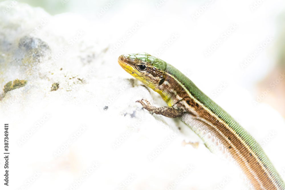 Naklejka premium Dalmatian wall lizard (Podarcis melisellensis), with beautiful green coloured background. Colorful lizard with green scales on the stone near the sea. Wildlife scene from nature, Croatia