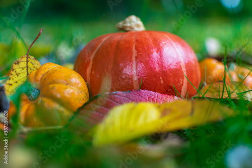 pumpkin on grass