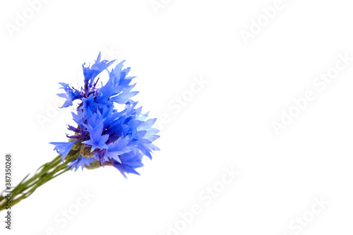 Cornflowers bunch isolated on white background