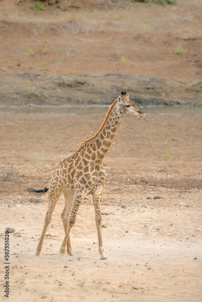 Fototapeta premium Giraffe standing in sandy riverbank in Kruger National park, South Africa ; Specie Giraffa camelopardalis family of Giraffidae