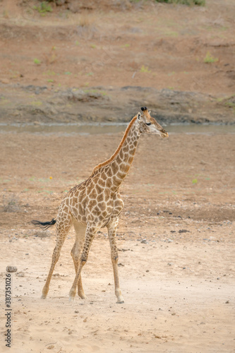 Giraffe standing in sandy riverbank in Kruger National park, South Africa ; Specie Giraffa camelopardalis family of Giraffidae