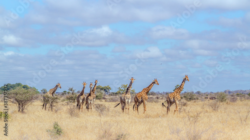 Small group of Giraffes walking in savannah scenery  in Kruger National park, South Africa   Specie Giraffa camelopardalis family of Giraffidae © PACO COMO