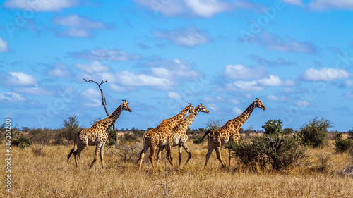 Photography Small group of Giraffes walking in savannah scenery  in Kruger National park, So