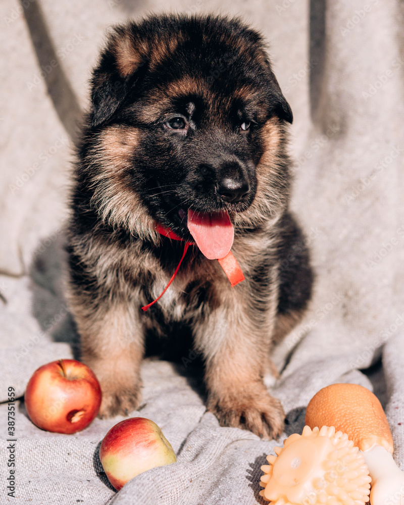 German Shepherd on a blanket in nature. A beautiful little black and