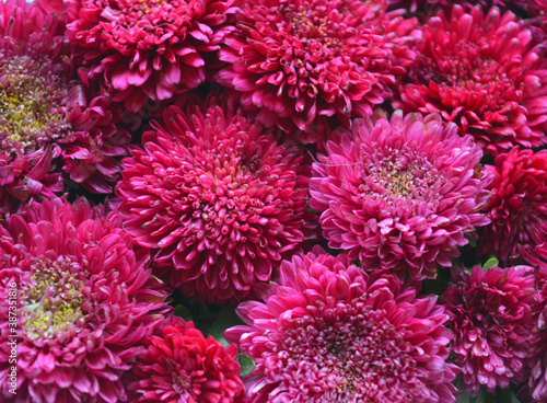  Floral composition. Burgundy chrysanthemum flowers. Natural background  texture. Congratulations. 